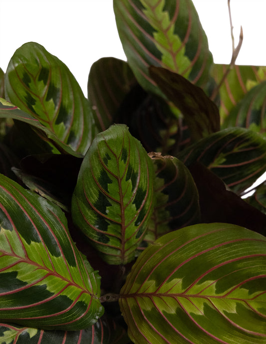 Red Maranta {Prayer Plant}