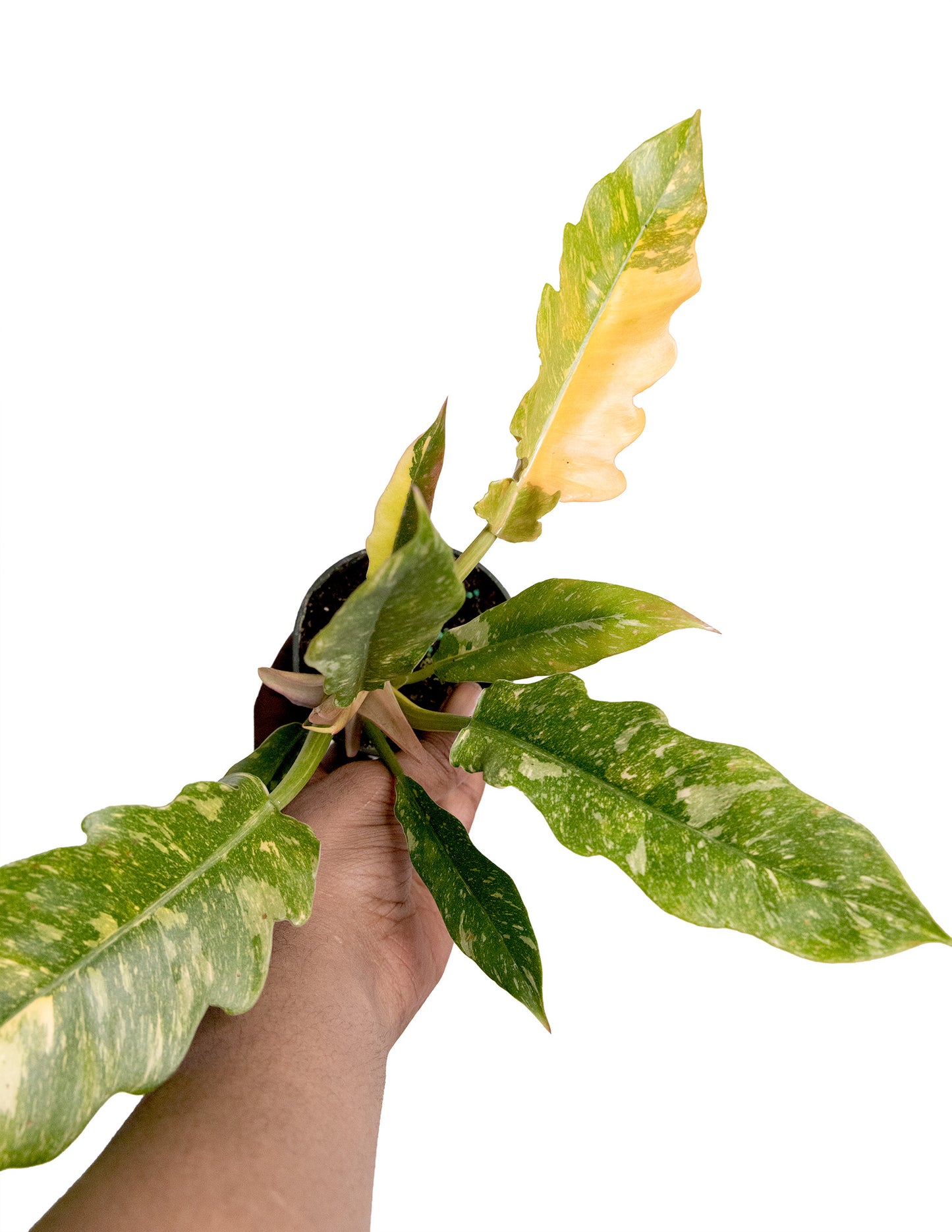 Philodendron Ring of Fire
