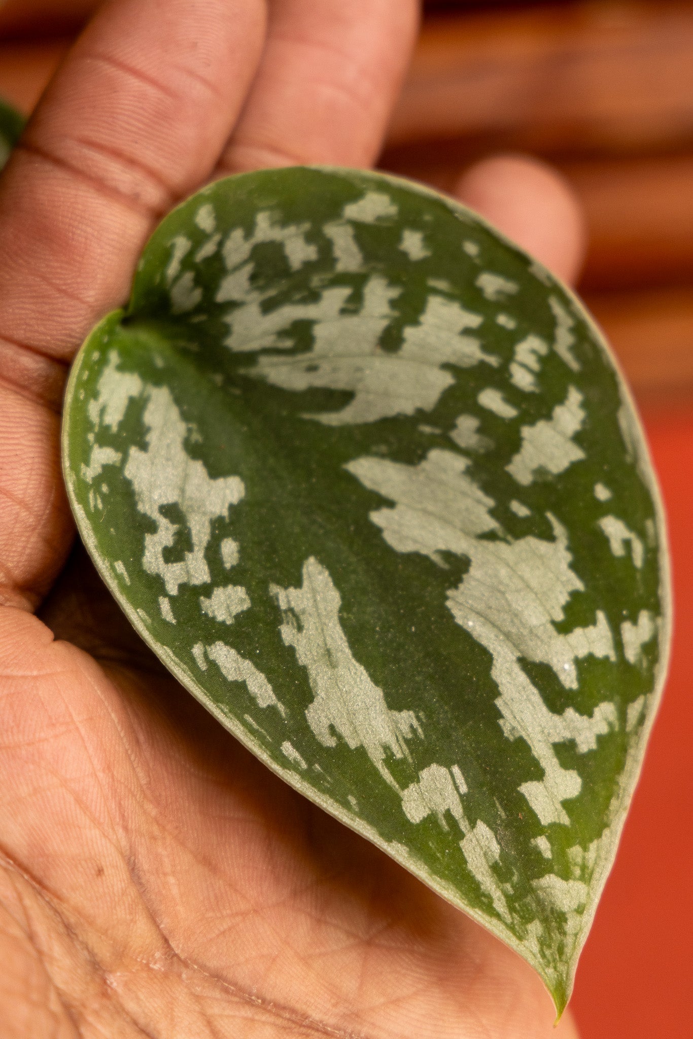 Scindapsus Sliver Satin -Nursery Grown