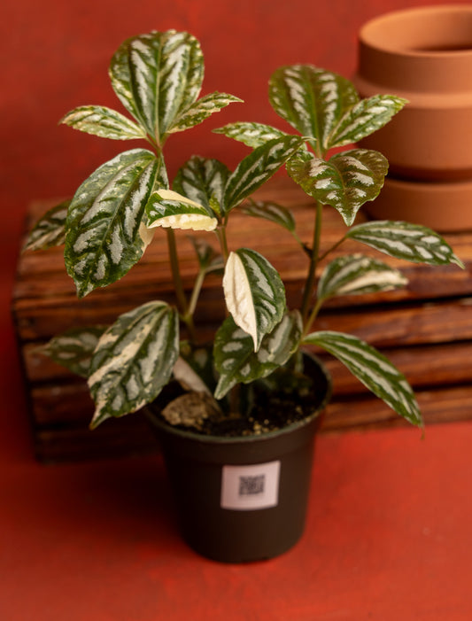 Pilea Cadierei Variegated