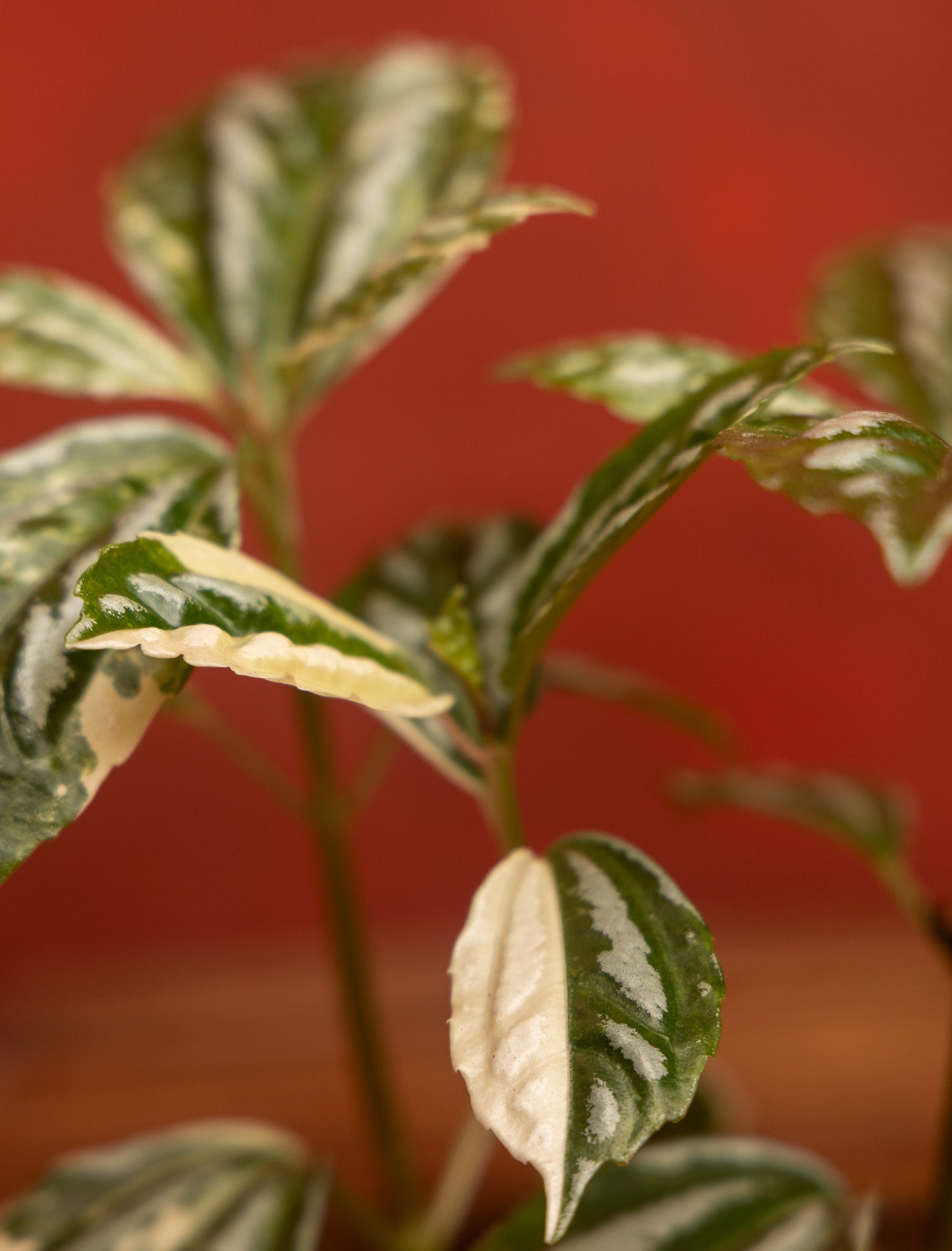 Pilea Cadierei Variegated