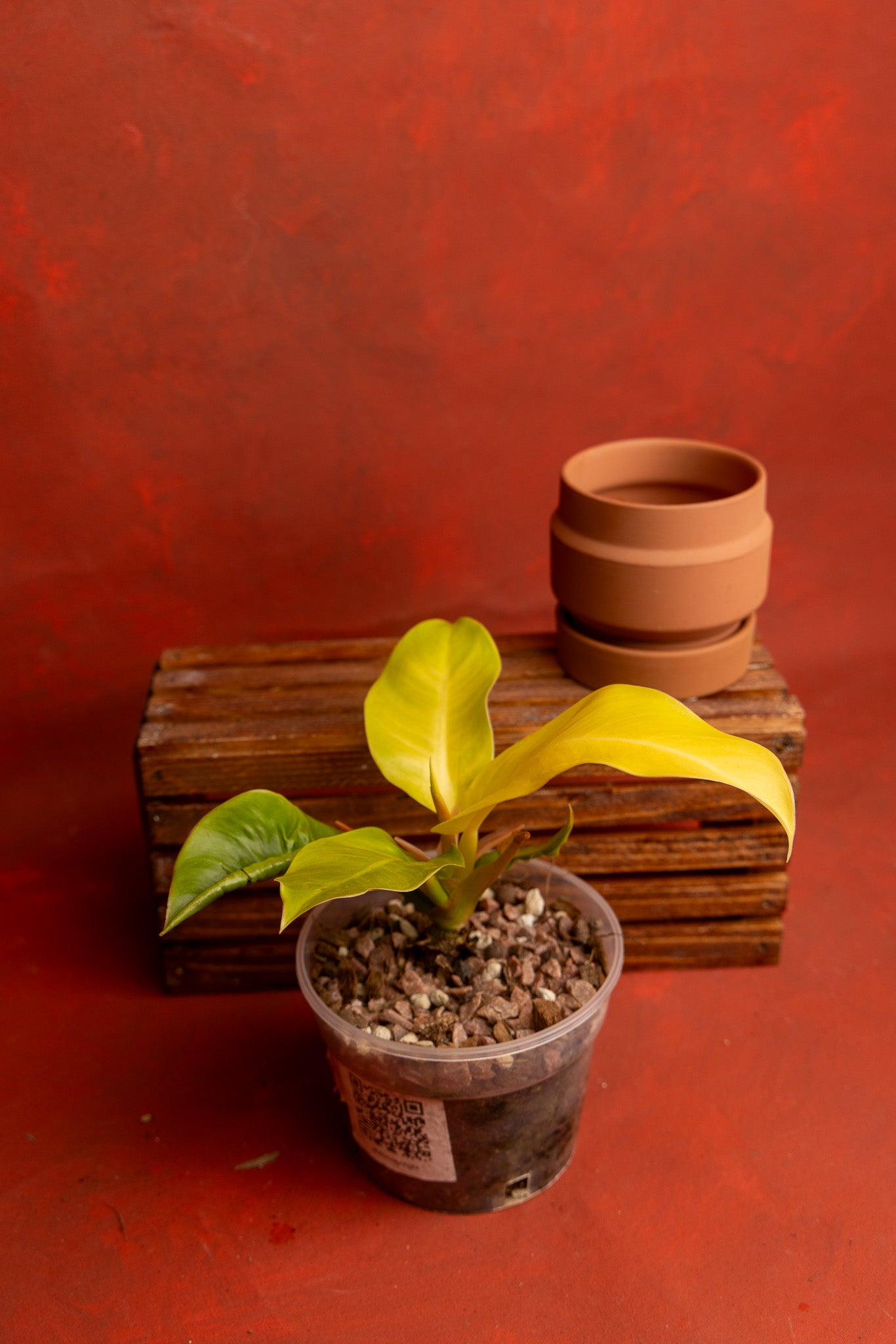 Philodendron Moonlight