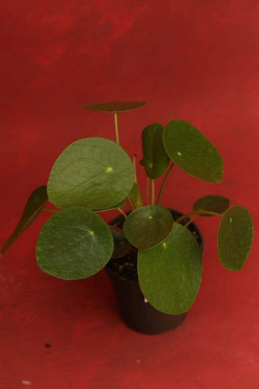 Pilea Peperomioides (Money Plant)