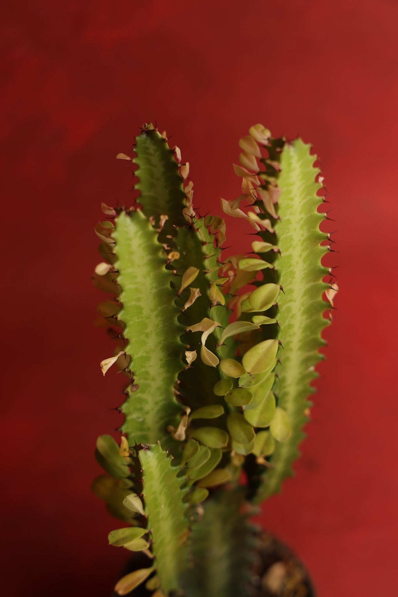 Euphorbia Trigona Green