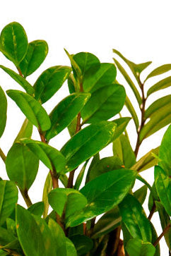 ZZ Plant