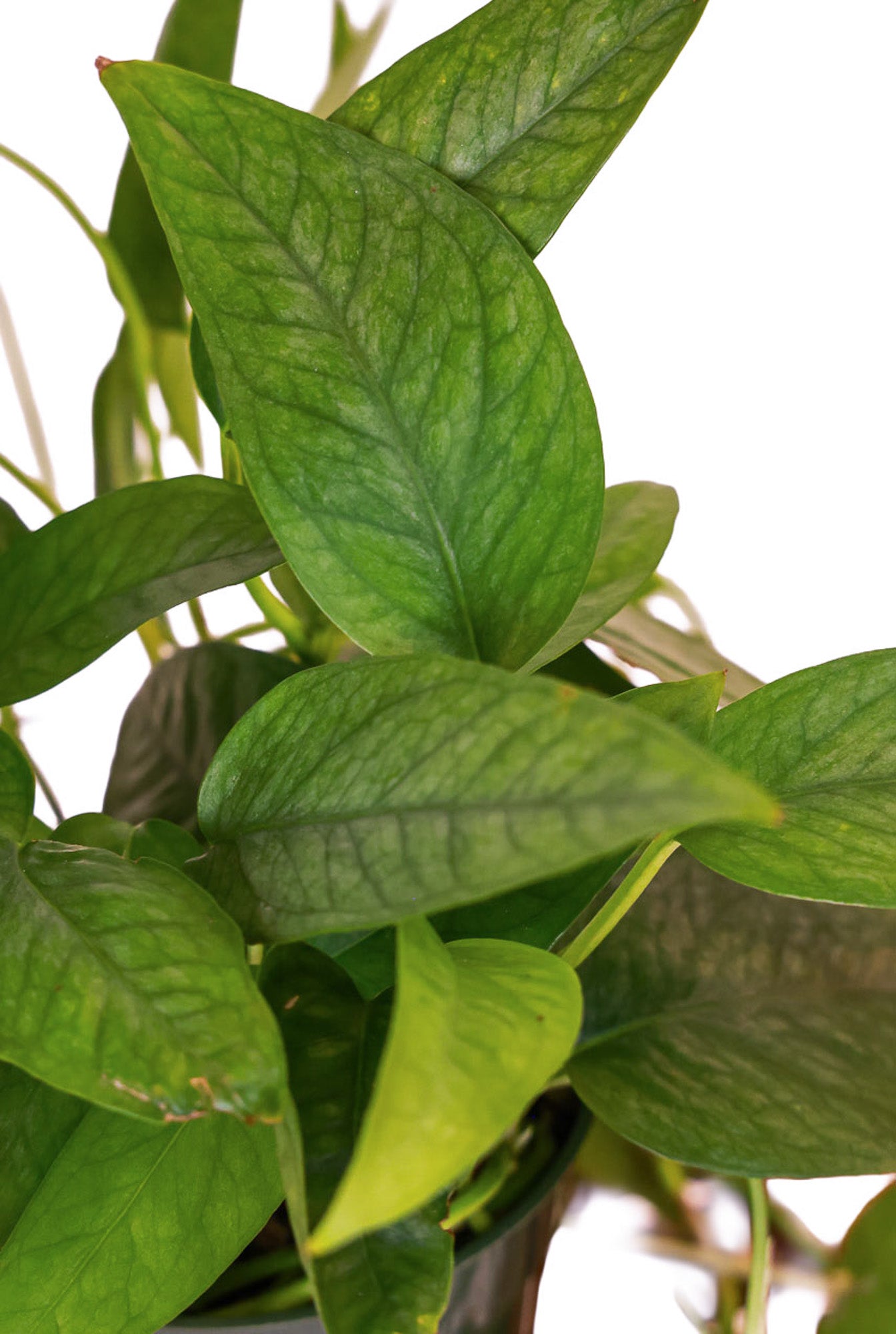 is cebu blue pothos rare Cebu Blue Pothos