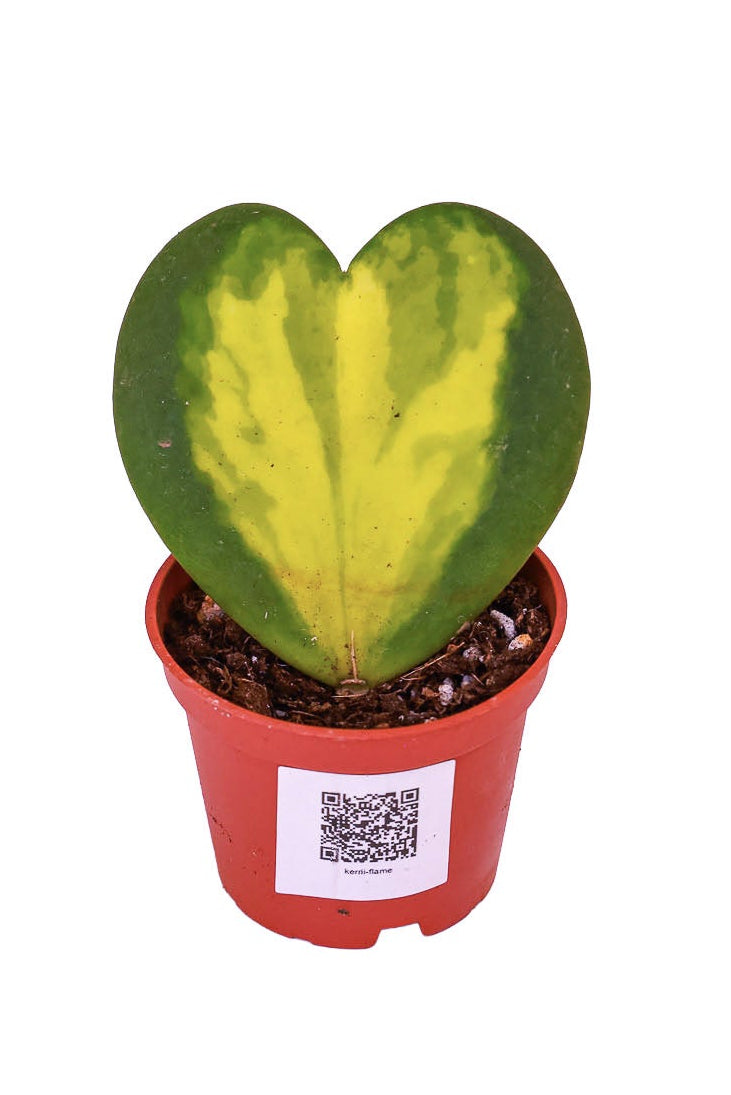 Hoya Kerrii Flame