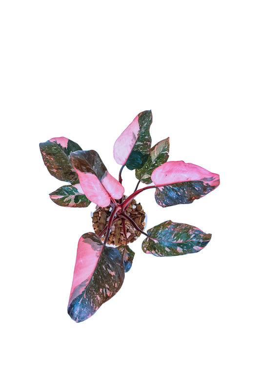 Philodendron Pink Princess Marble