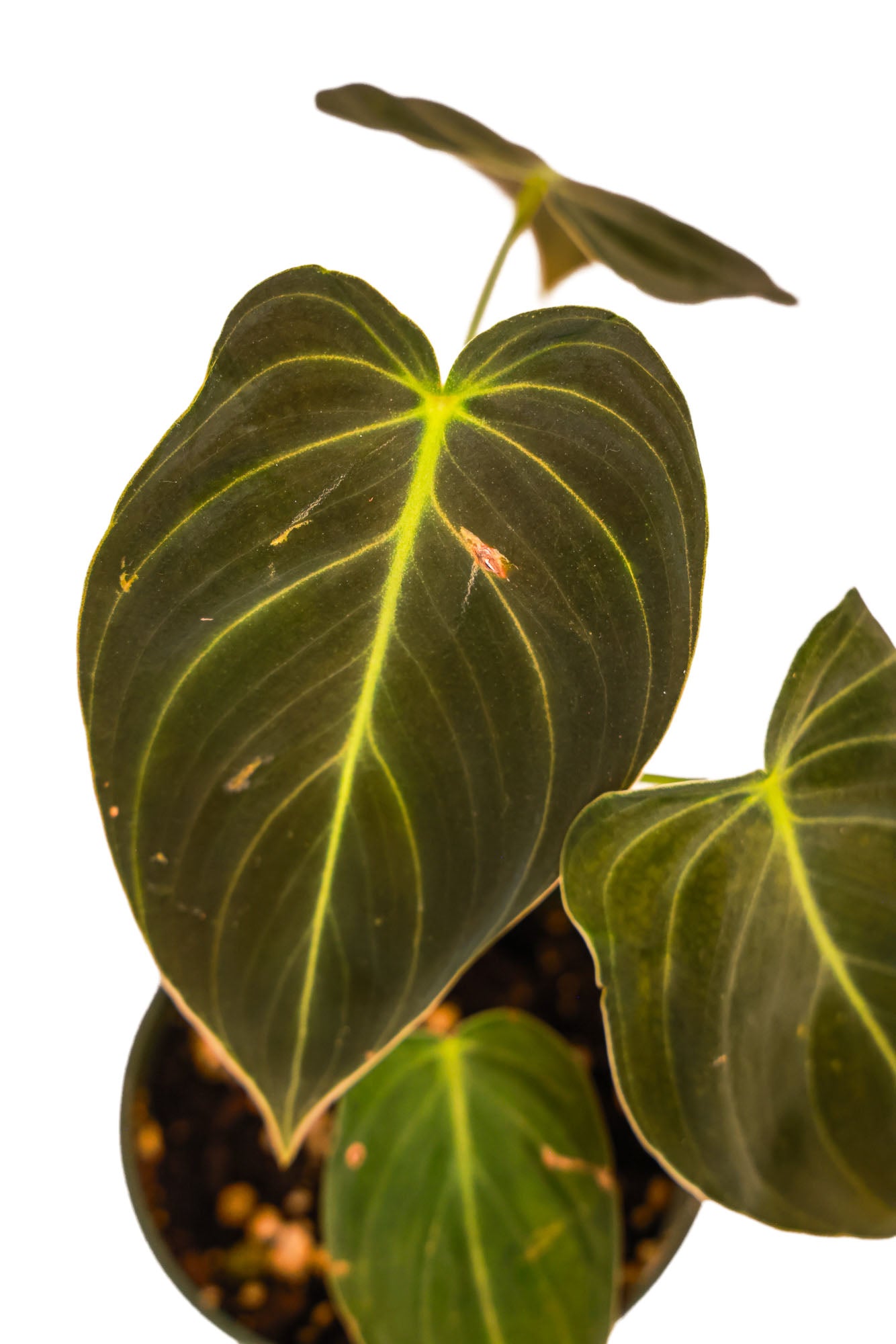 Philodendron Melanochrysum -Nursery. Grown