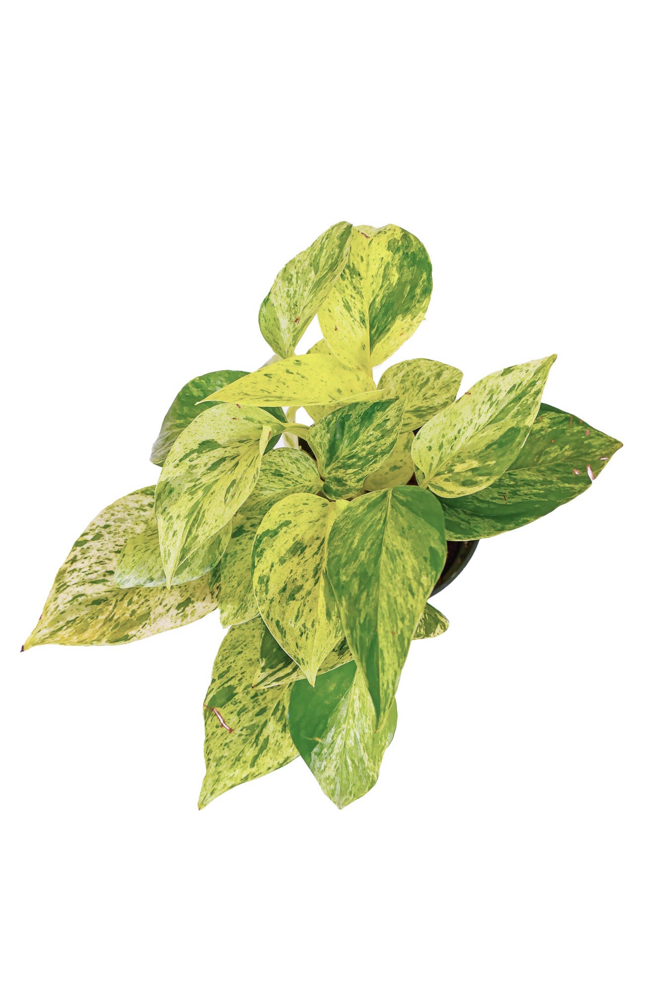Pothos Marble Queen - Nursery Grown