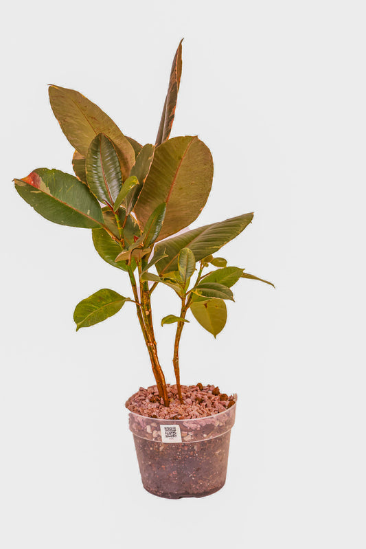 Ficus Ruby
