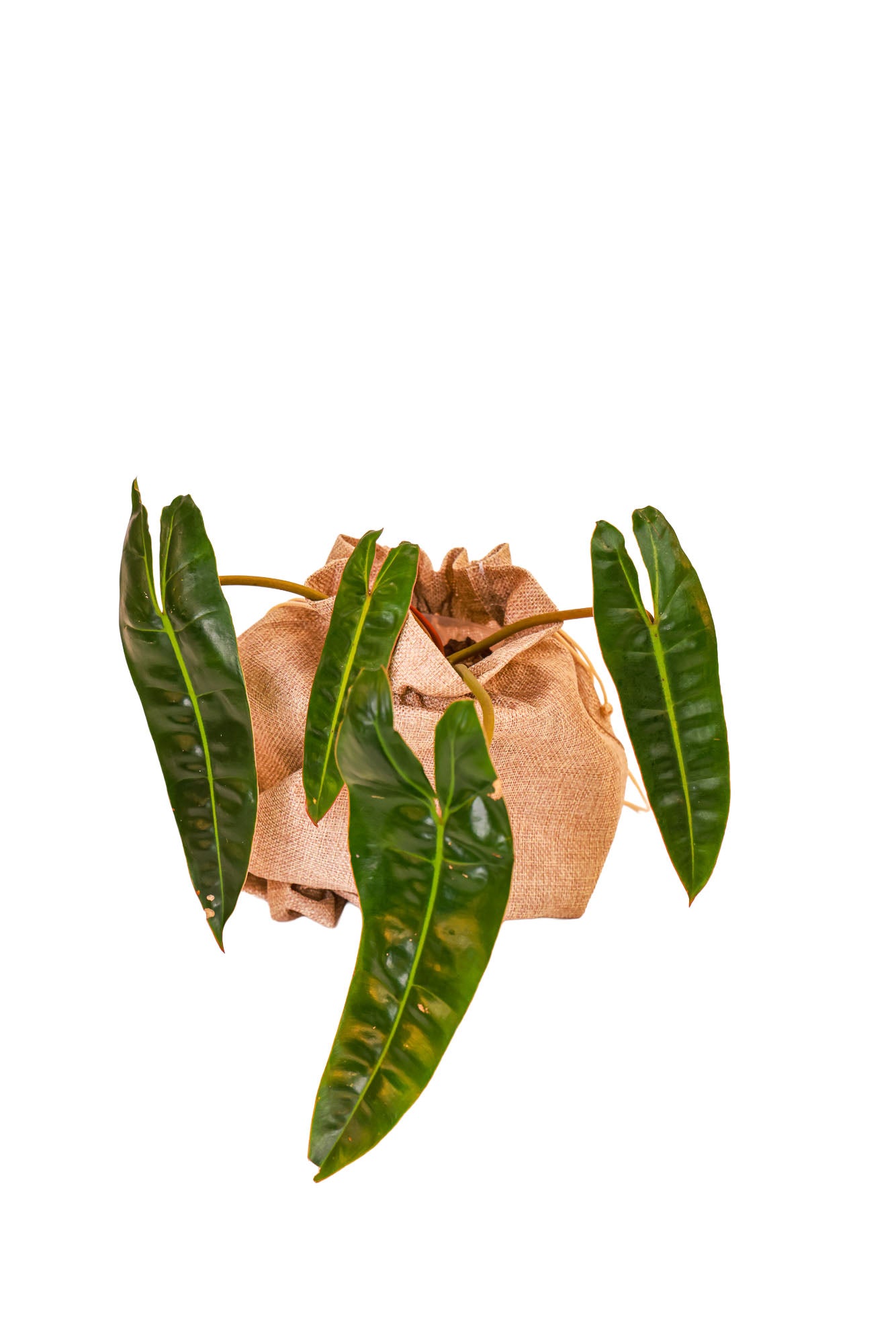 Philodendron Billietiae