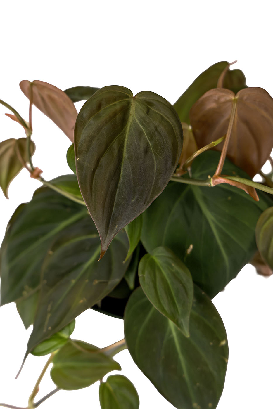 Philodendron Micans