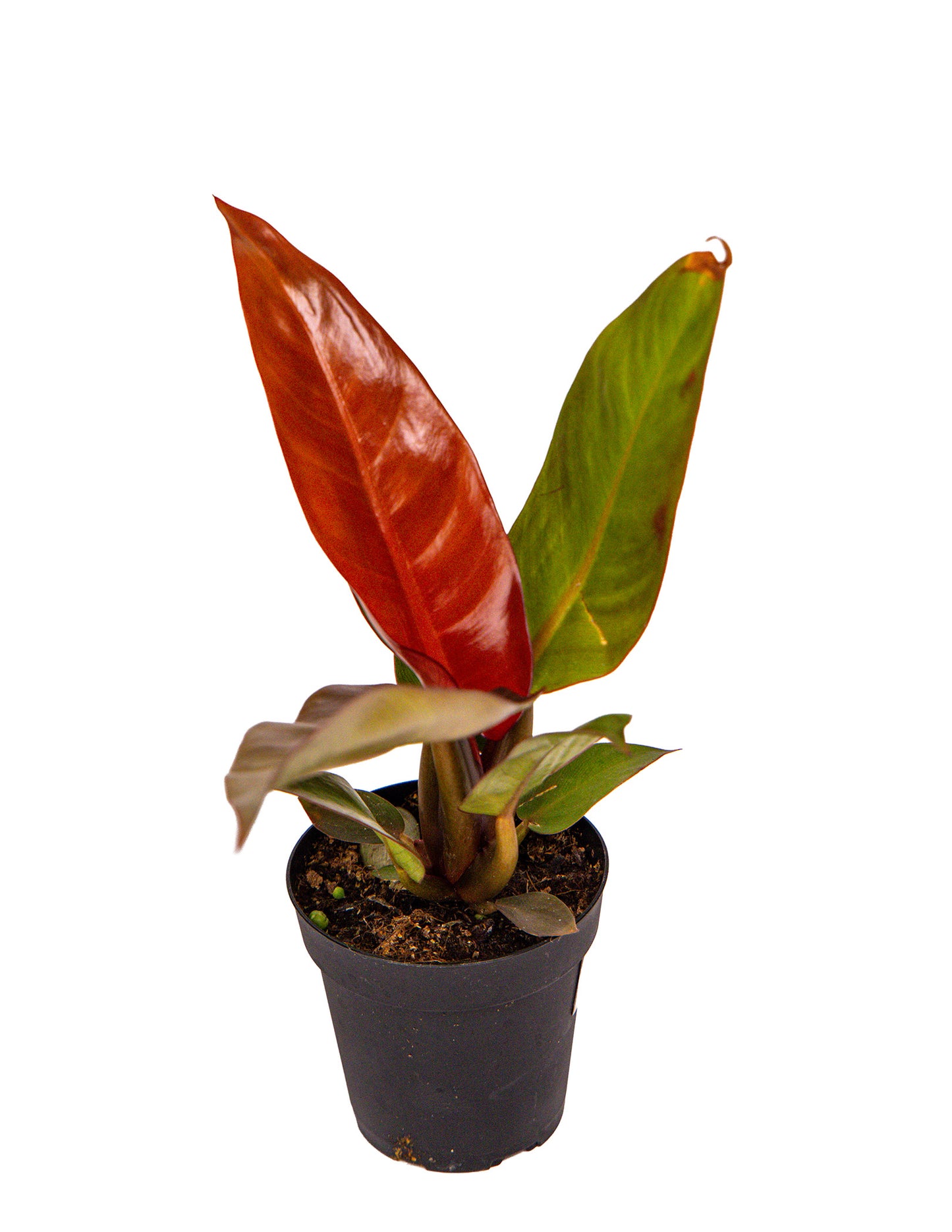 Philodendron Sun Red