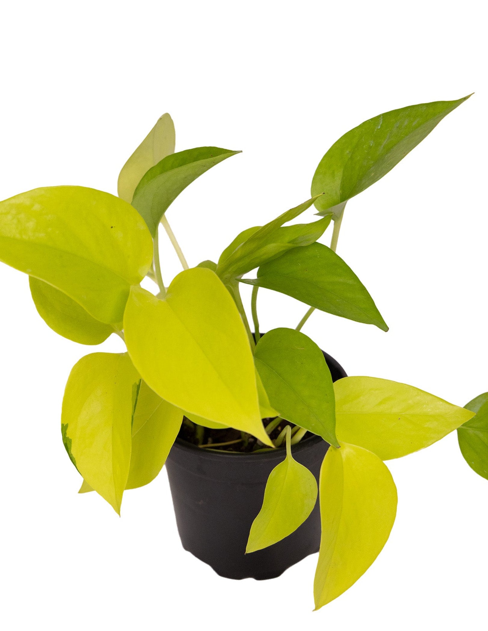 Neon PothosNeon Pothos | Easy Care Indoor Houseplant