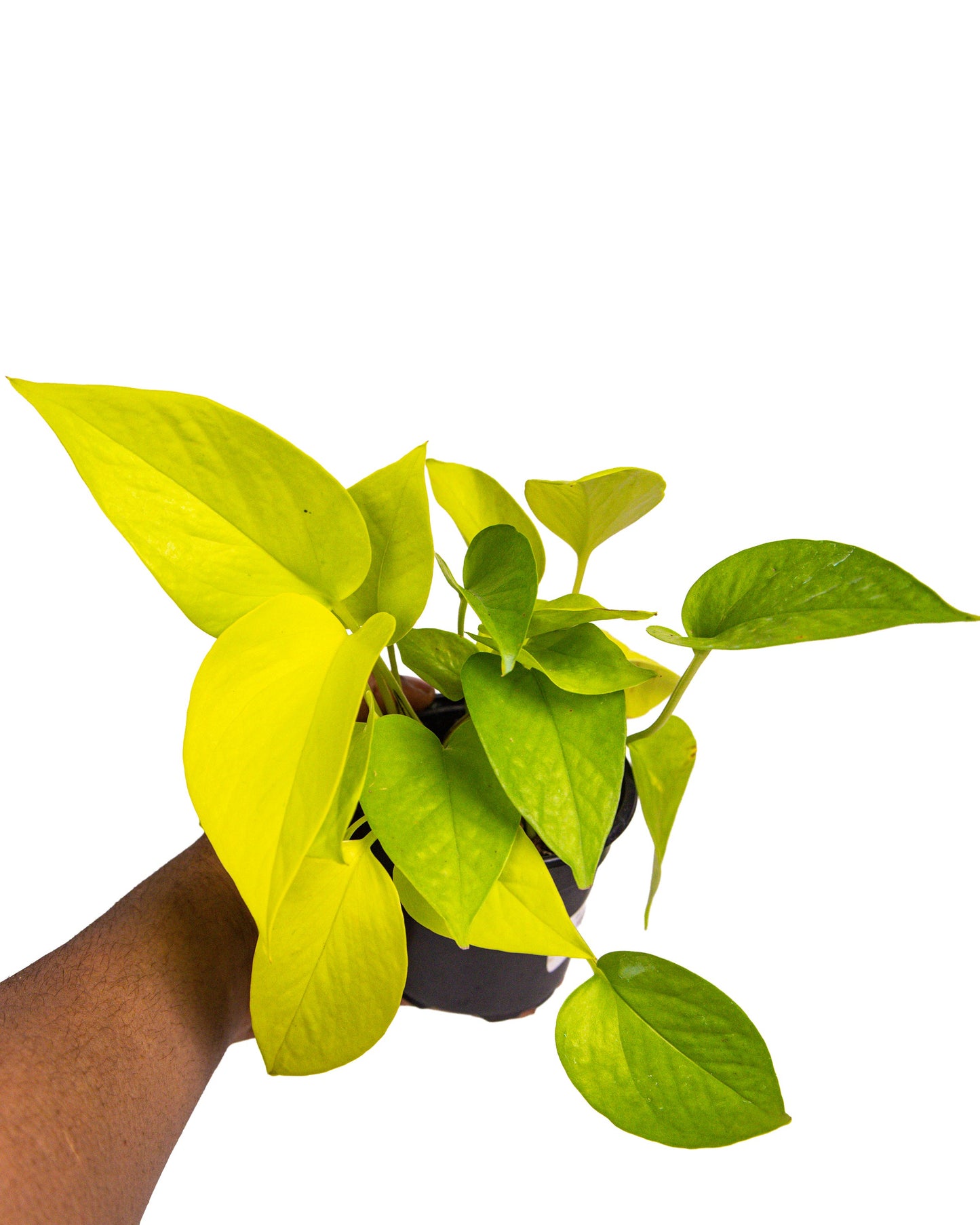 Neon Pothos