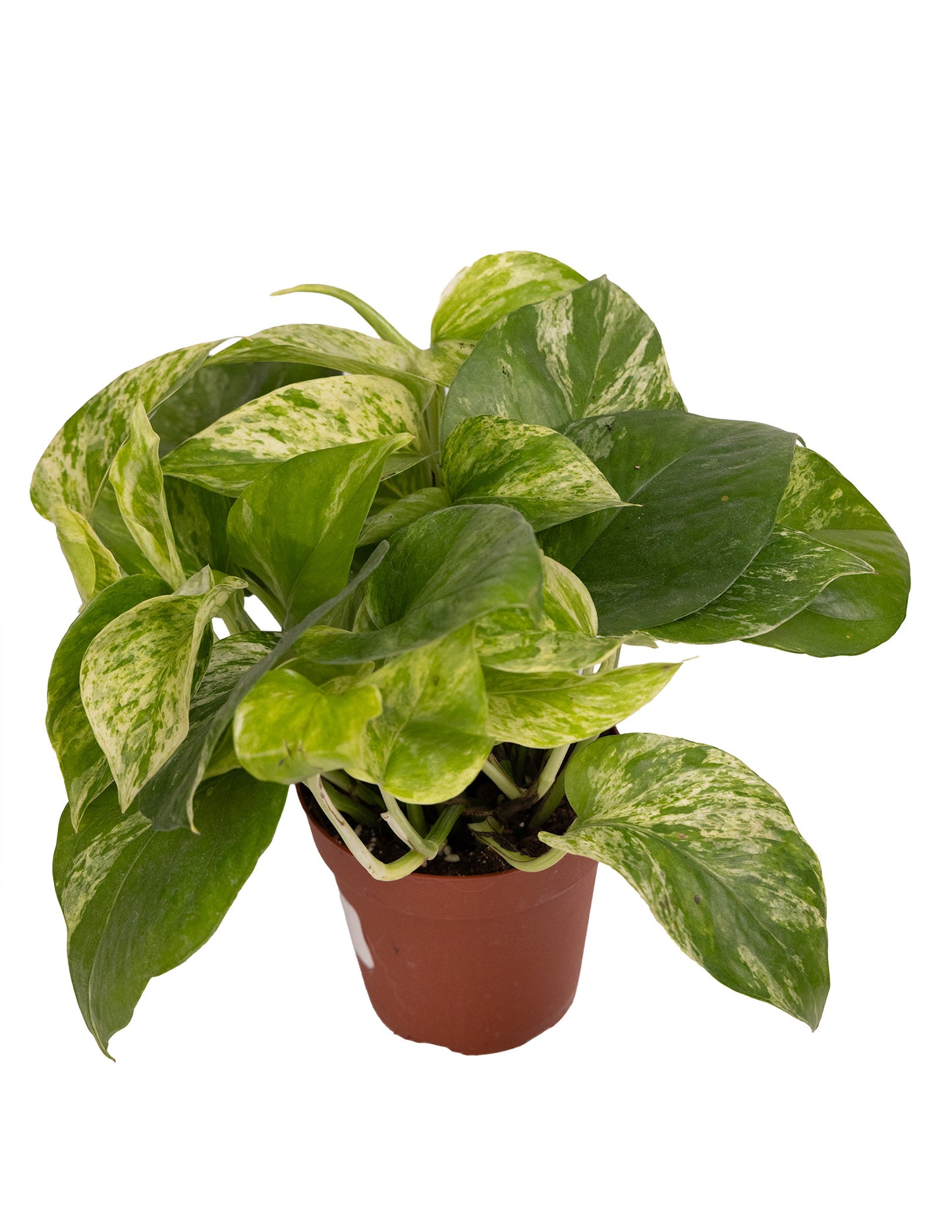 Pothos Marble Queen - Nursery Grown