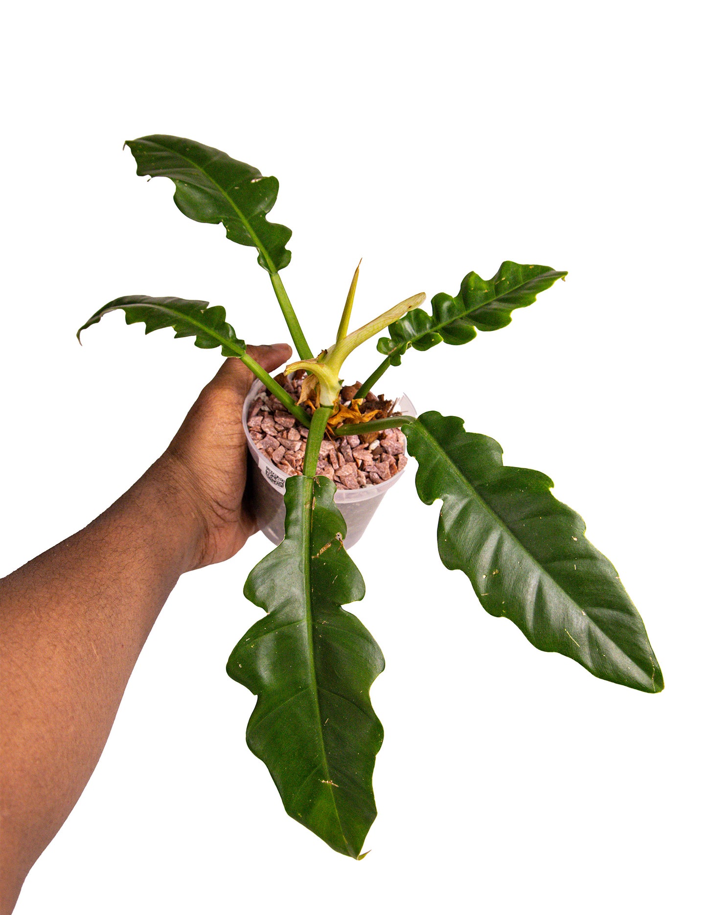 Philodendron Jungle Boogie