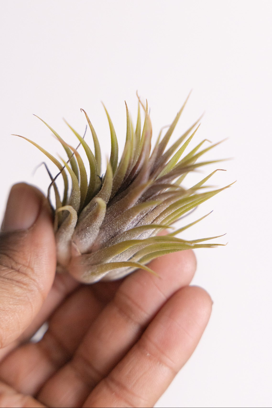 Mini Air Plant (Tillandsia ionantha)