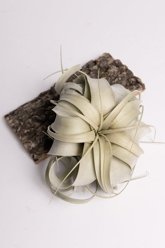 Xerographica Air Plant (Tillandsia xerographica)