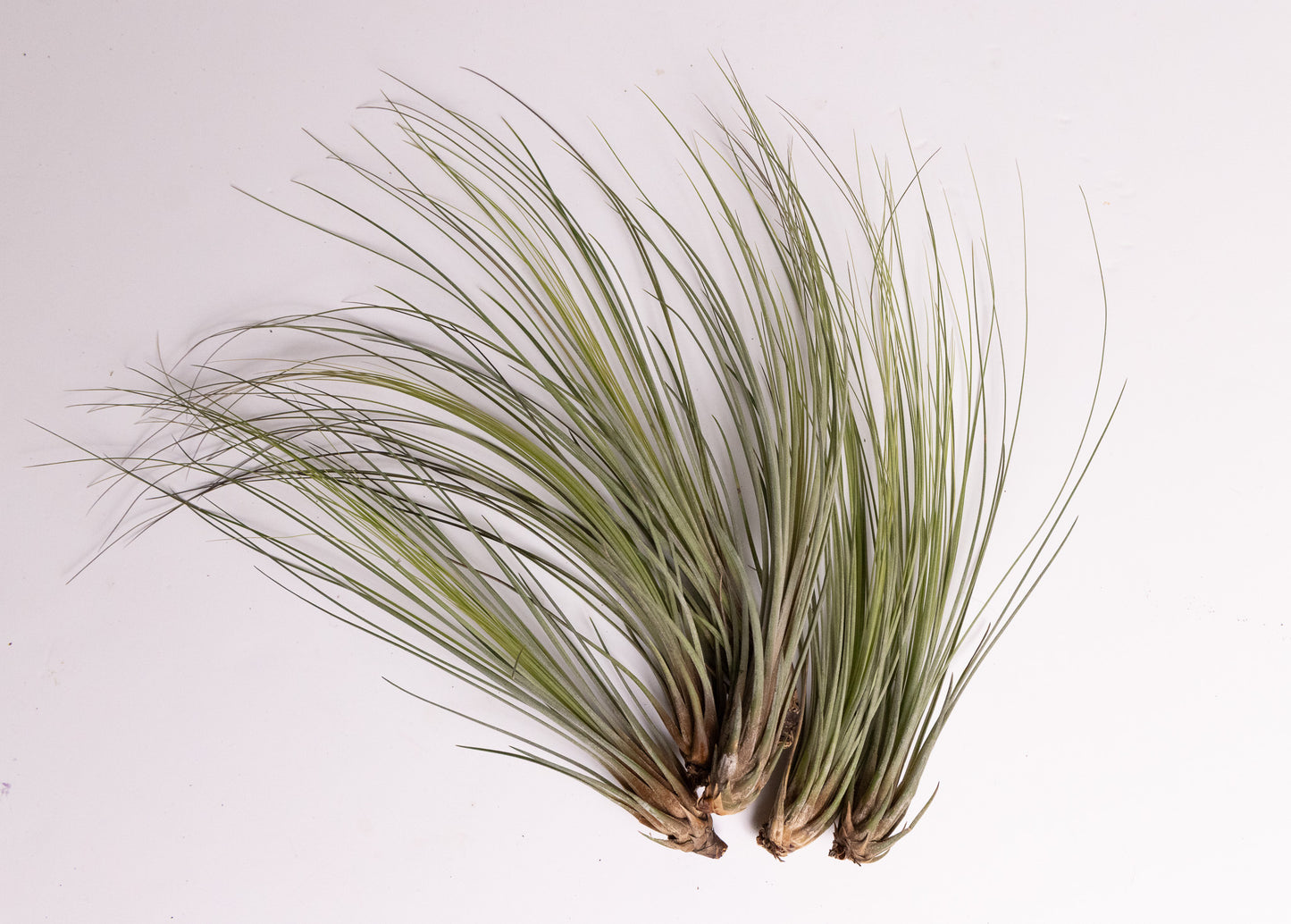 Air Plant ‘Juncea’ (Tillandsia juncea)