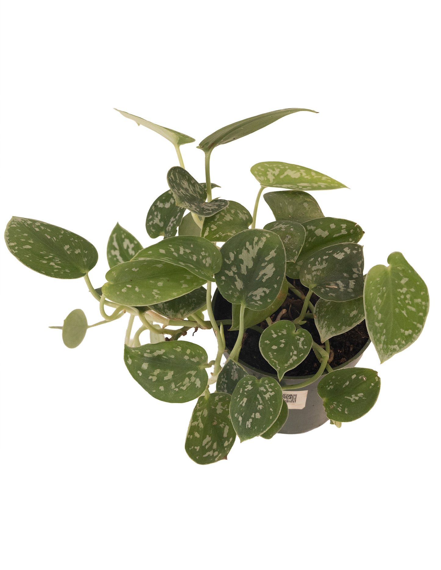 Scindapsus Sliver Satin - Repotted & Rooted