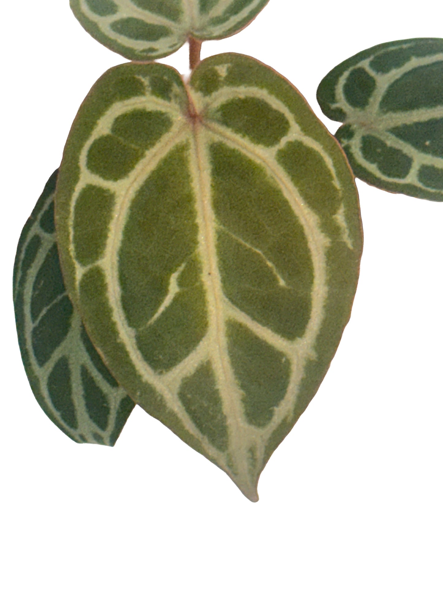 Anthurium DocBlock Brielle x Zara