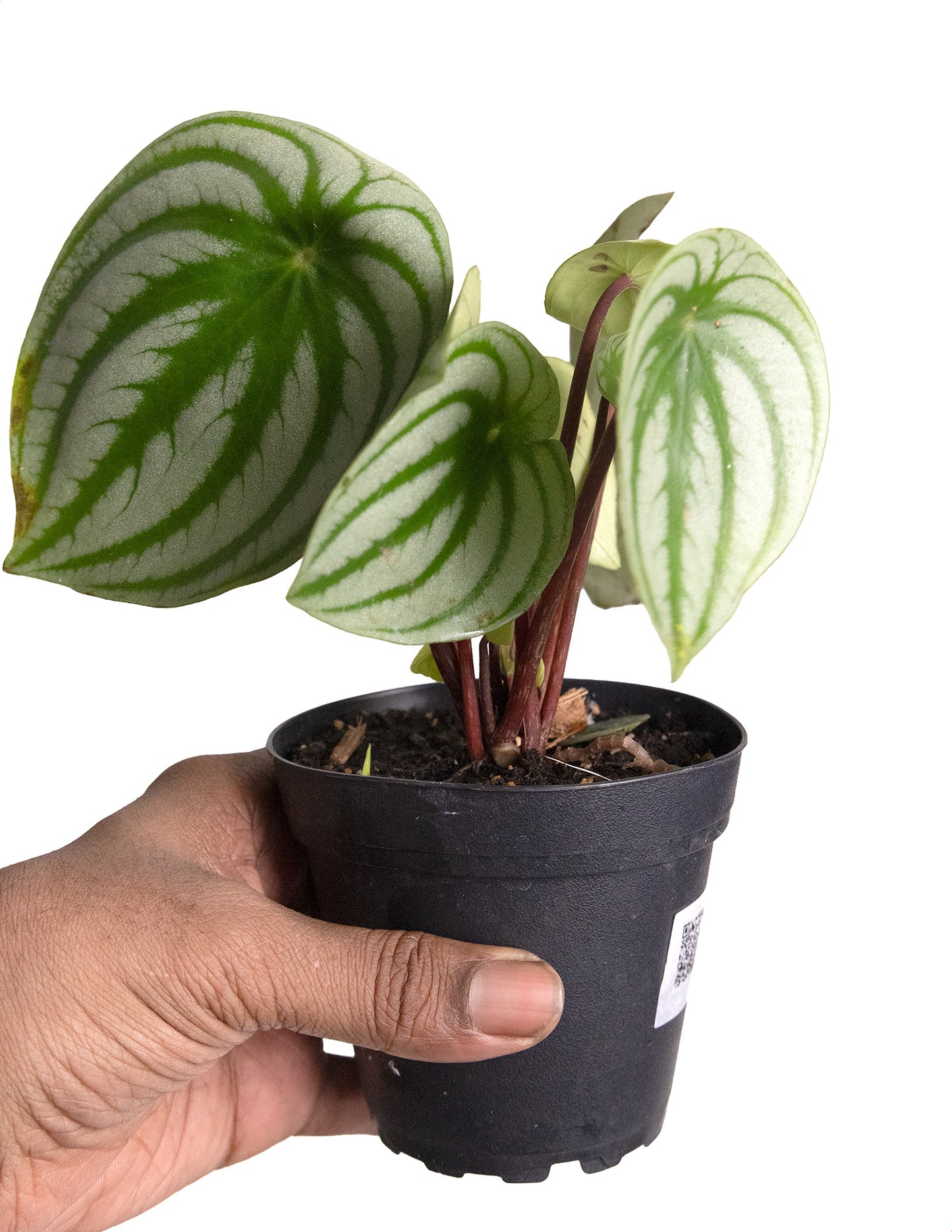 Peperomia Watermelon