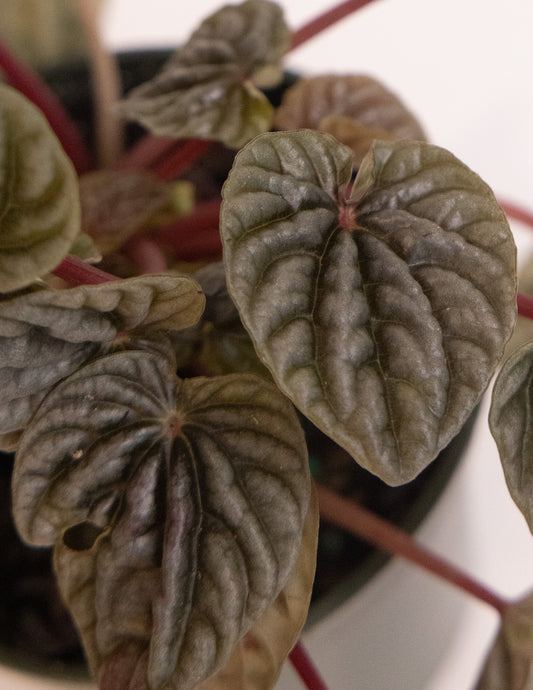 Peperomia Grey Luna