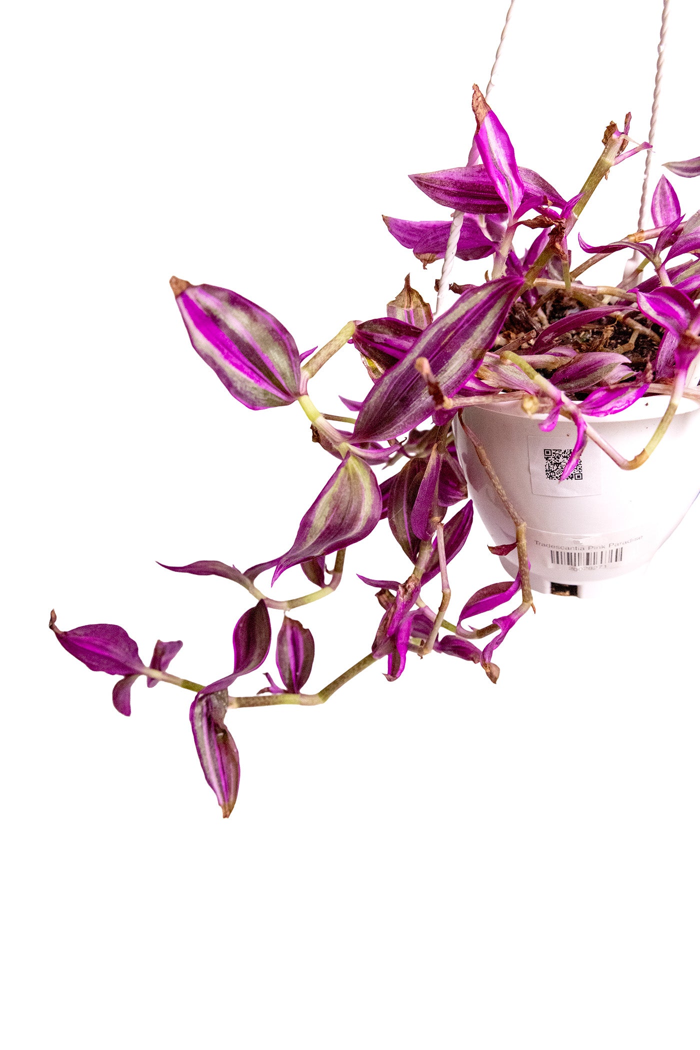 Tradescantia Pink Paradise