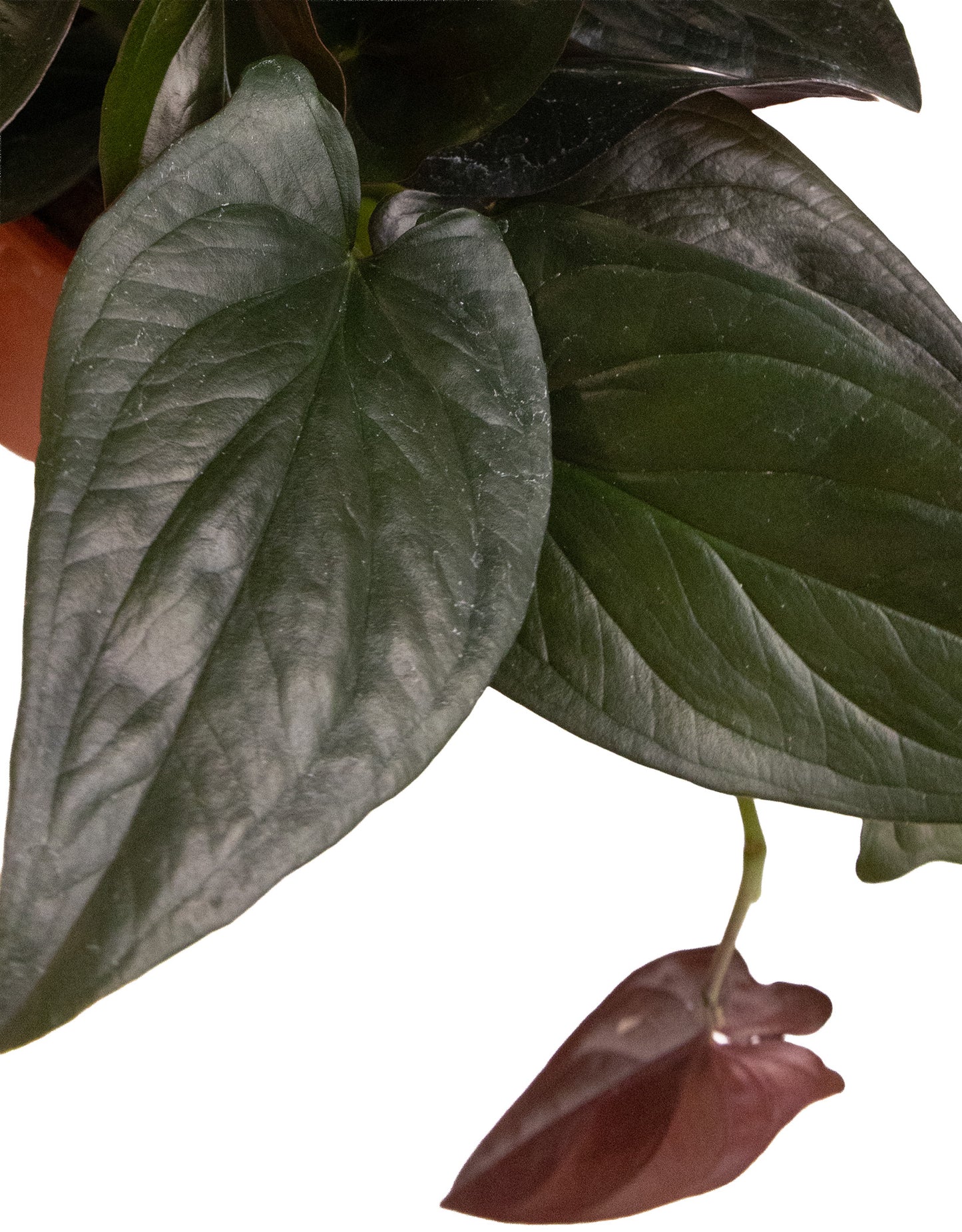 Syngonium Red Arrow