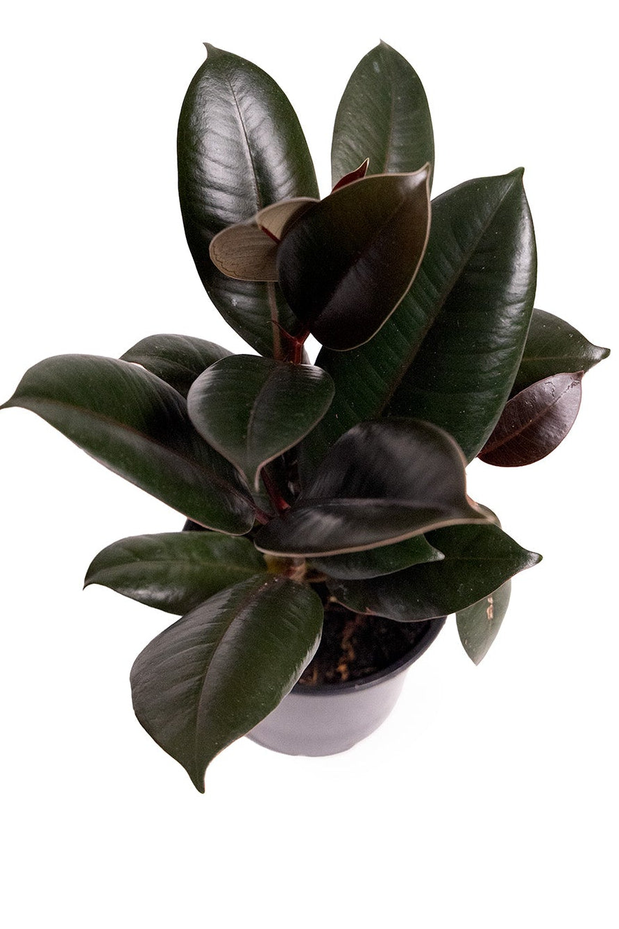 Ficus Burgundy Rubber Tree