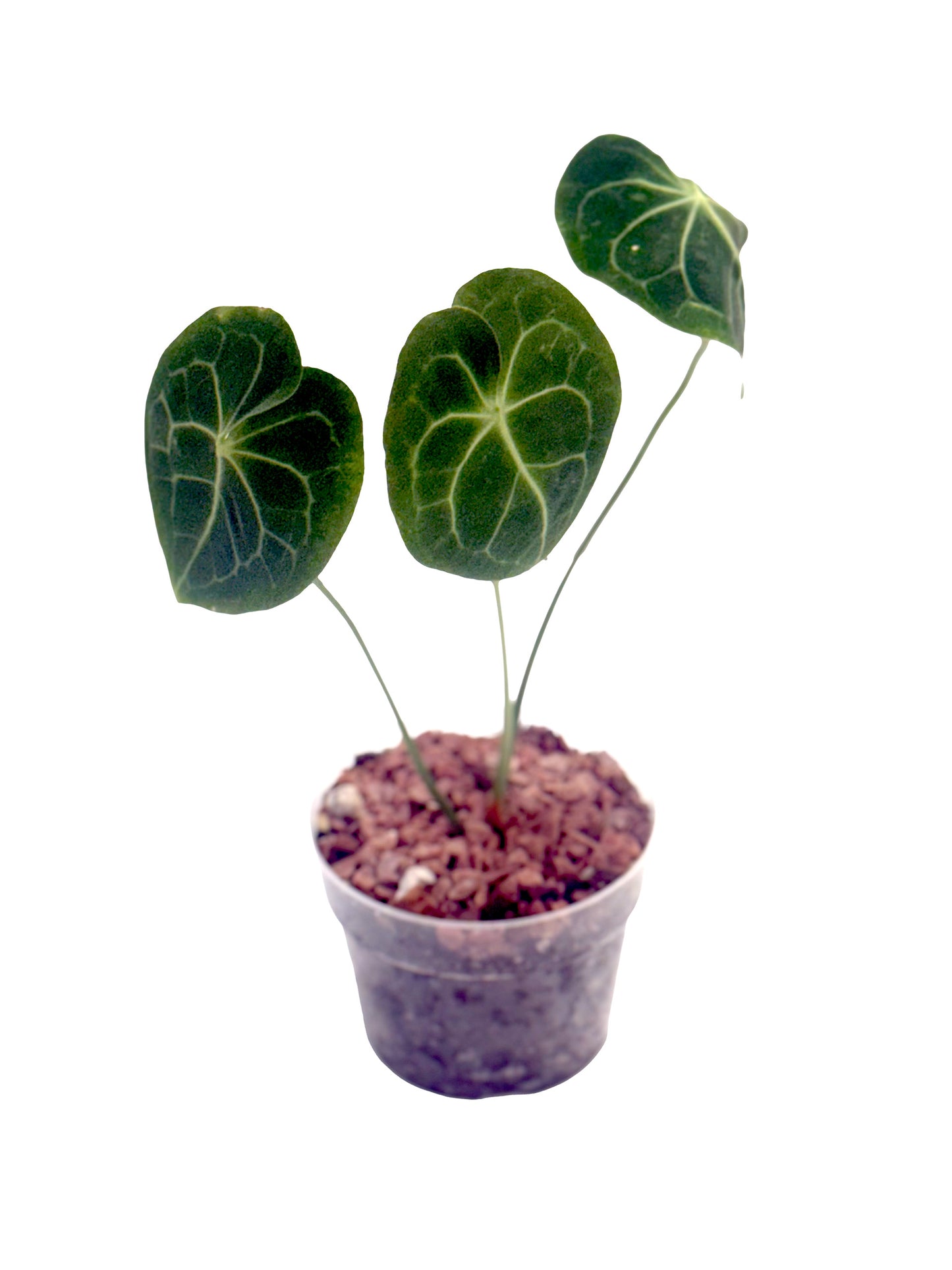 Anthurium Clarinervium (6”)