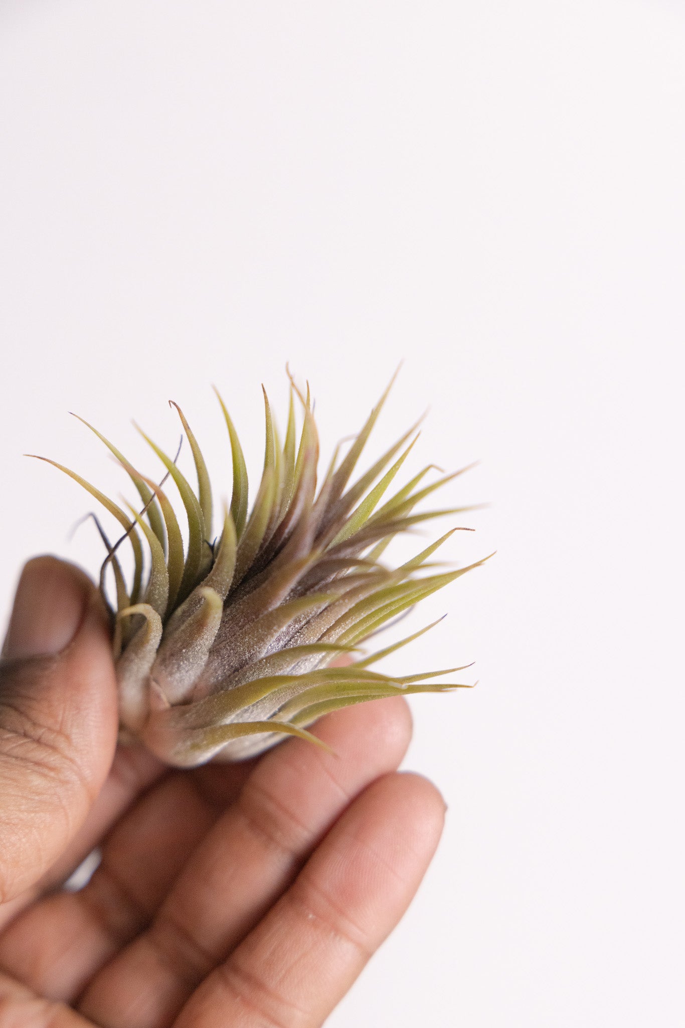Air plants