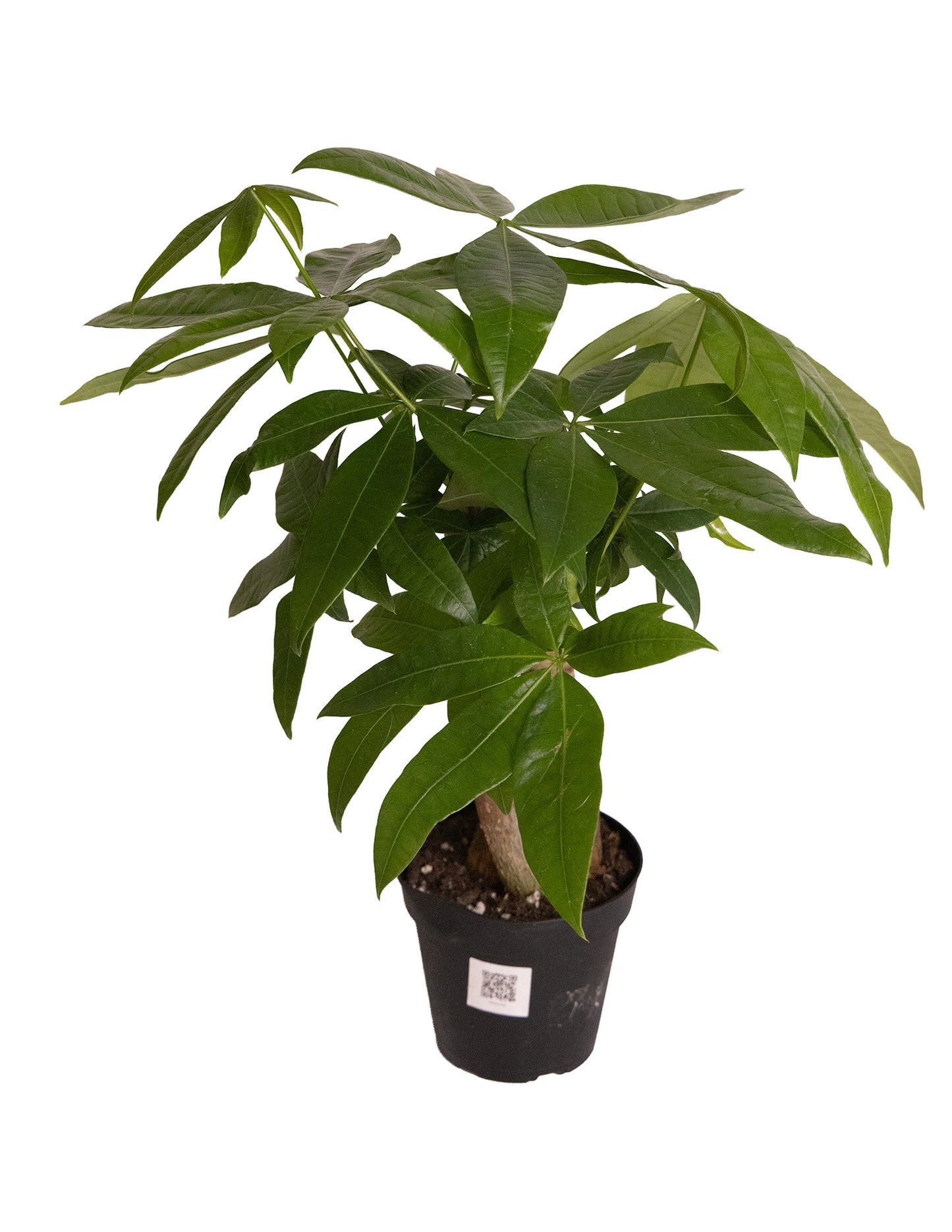 Money Tree