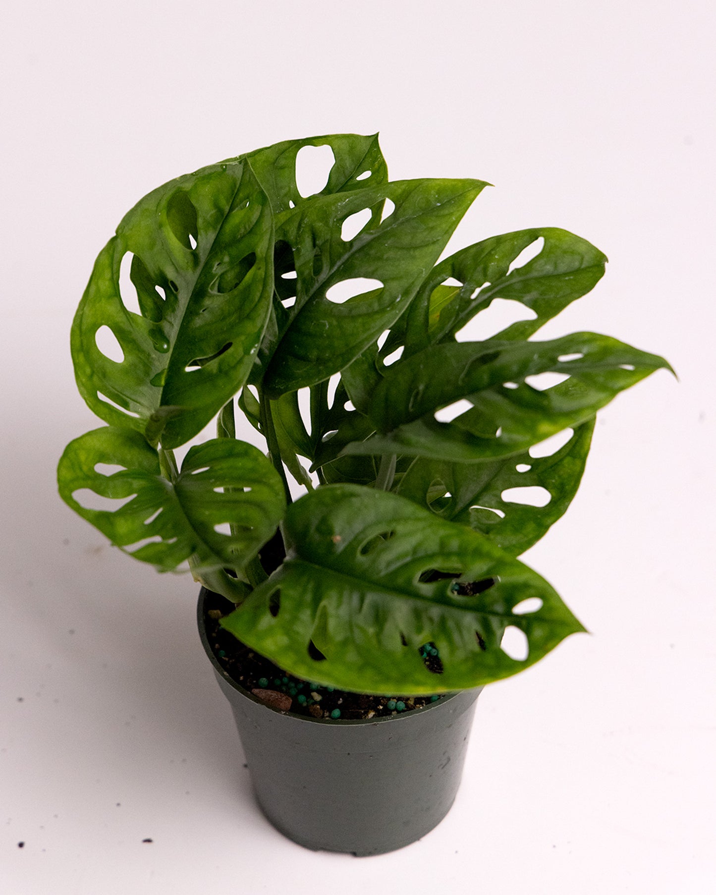 Monstera Adansonii