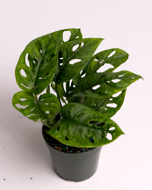 Monstera Adansonii