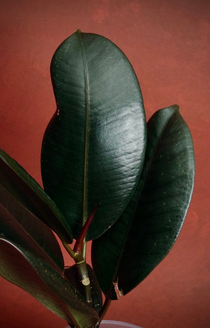 Ficus Burgundy Rubber Tree