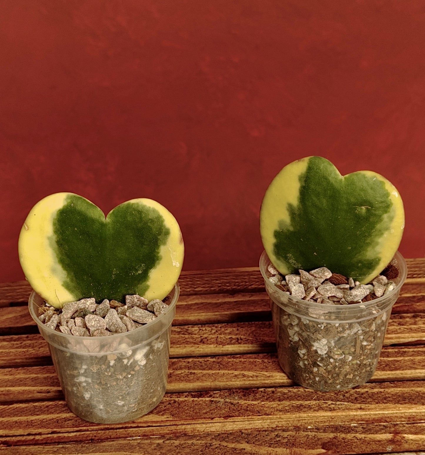 Hoya Kerri Heart Variegated