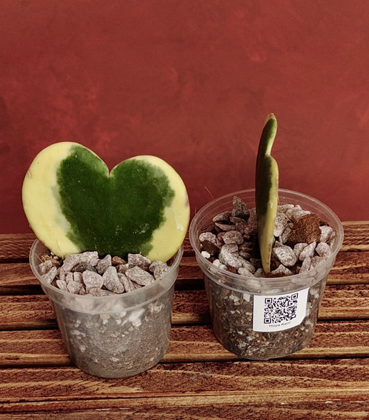 Hoya Kerri Heart Variegated