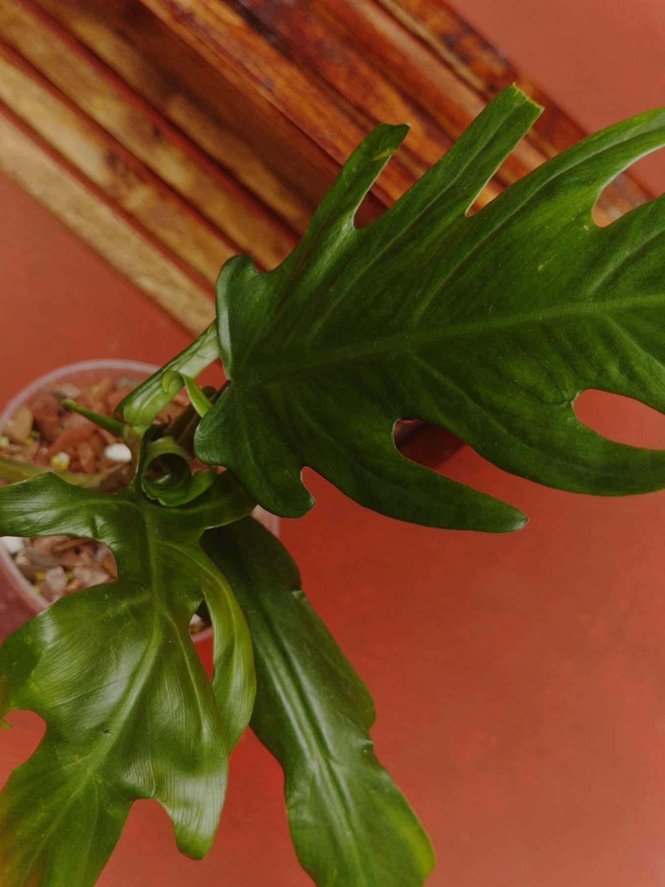 Philodendron Elegans