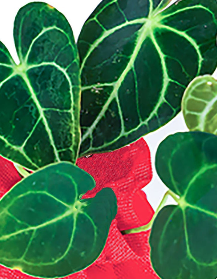 Anthurium Clarinervium