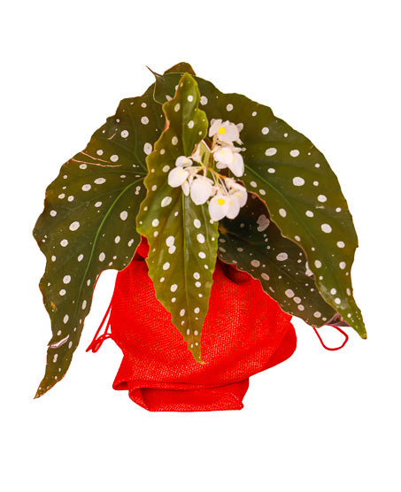 Begonia Maculata