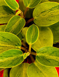 PEPEROMIA PIXIE LIME
