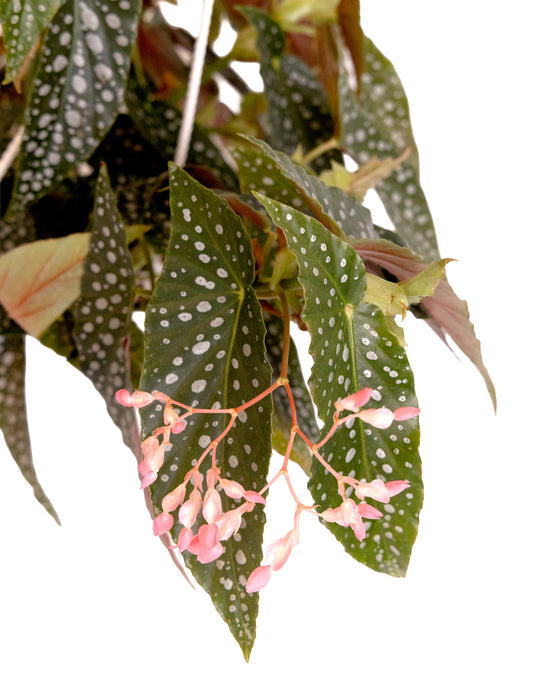 Begonia White Ice
