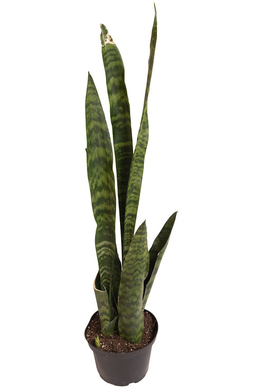 Snake Plant Sansevieria