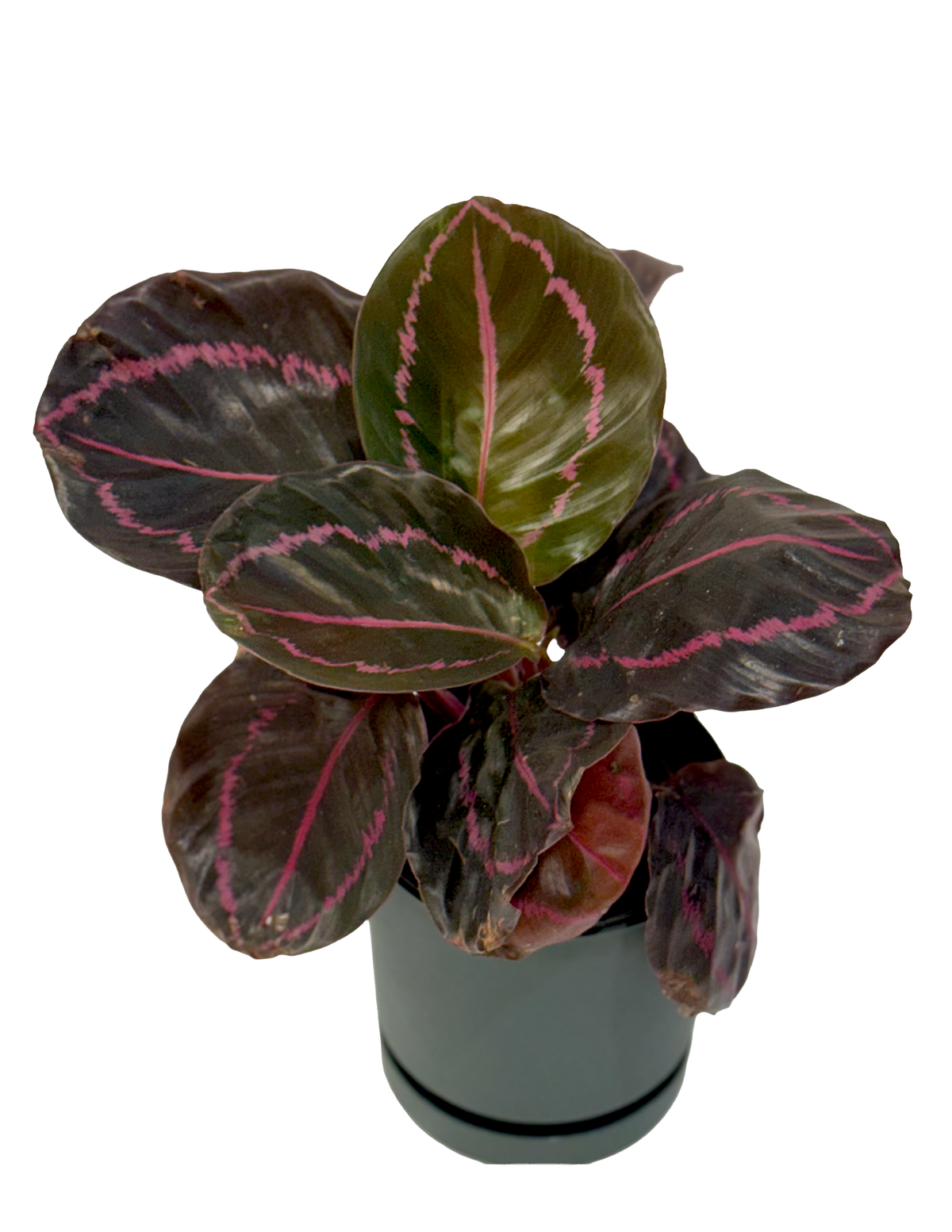 Calathea Dottie