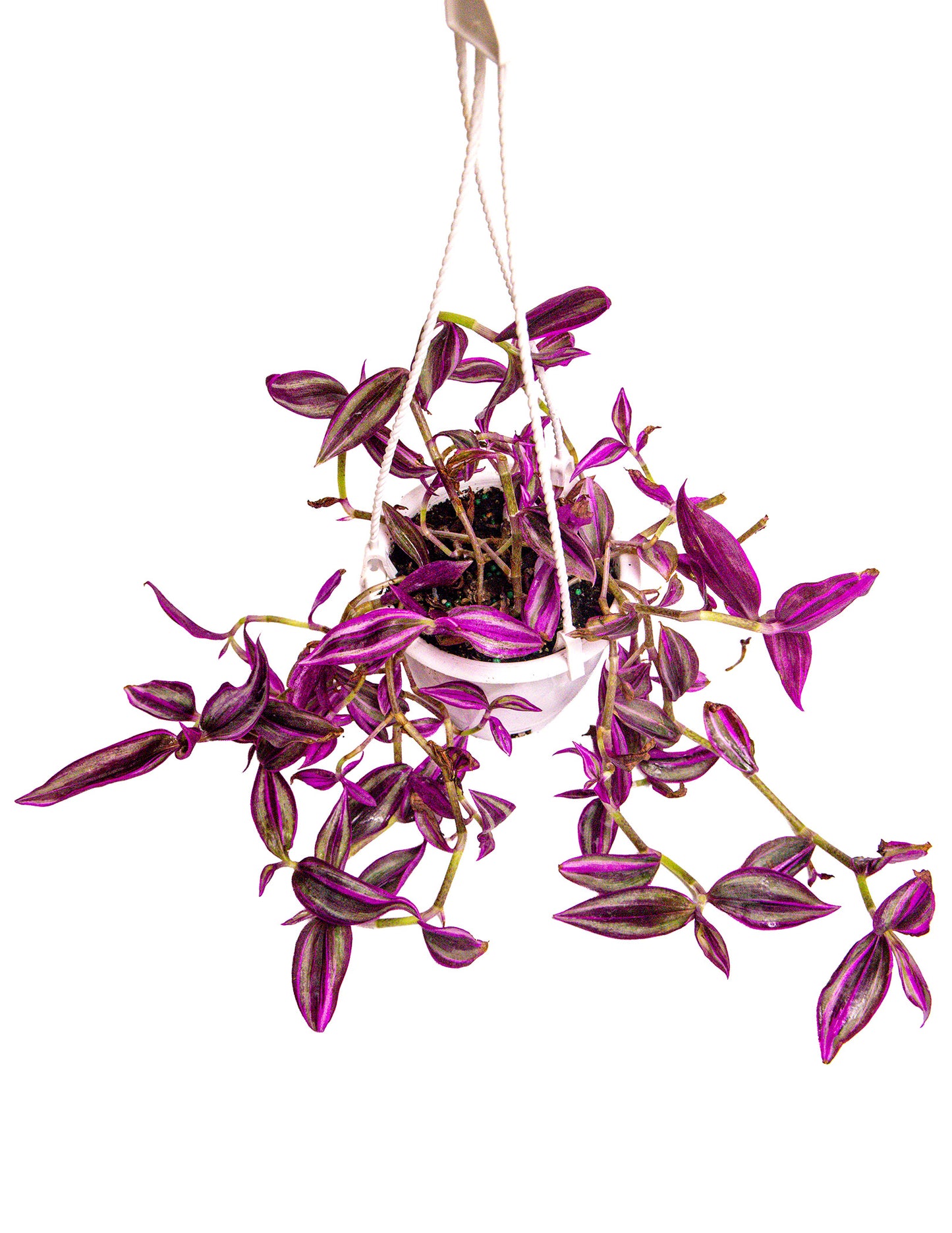 Tradescantia Pink Paradise