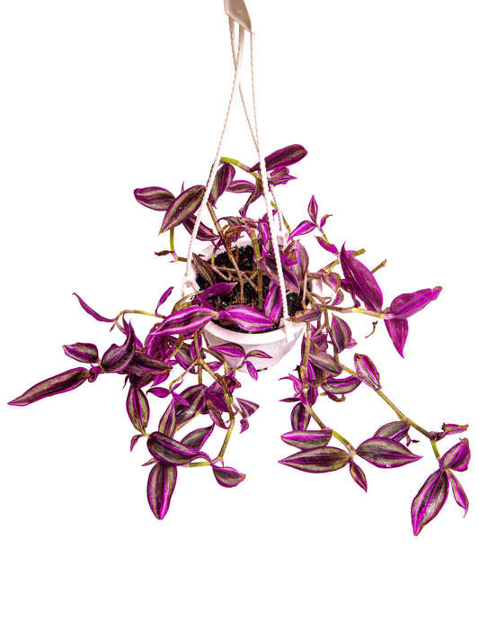 Tradescantia Pink Paradise