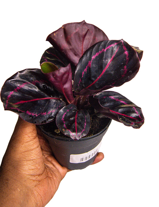 Calathea Dottie
